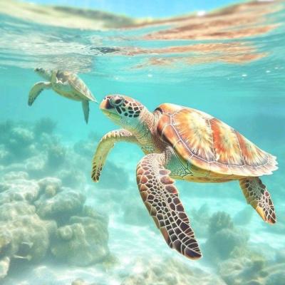 Le Courbaril - Diving at Courbaril